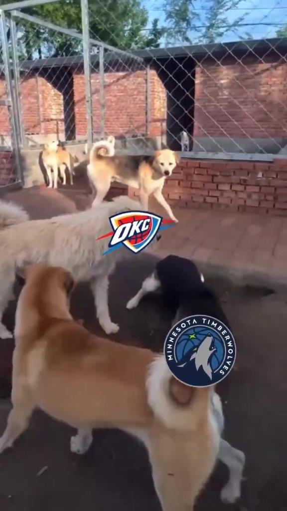 太有活了！美媒惡搞：狗王雷霆嚇退掘金灰熊，把森林狼按地上